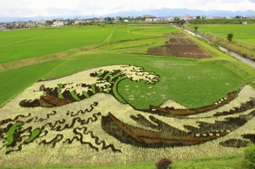 打造乡村振兴景观利器—稻田画